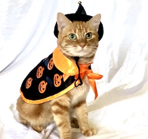 Dressing Up Your Cat: Costume Tips from Ginger - MewlaYoung.com