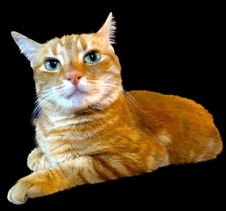 Ginger cat pose