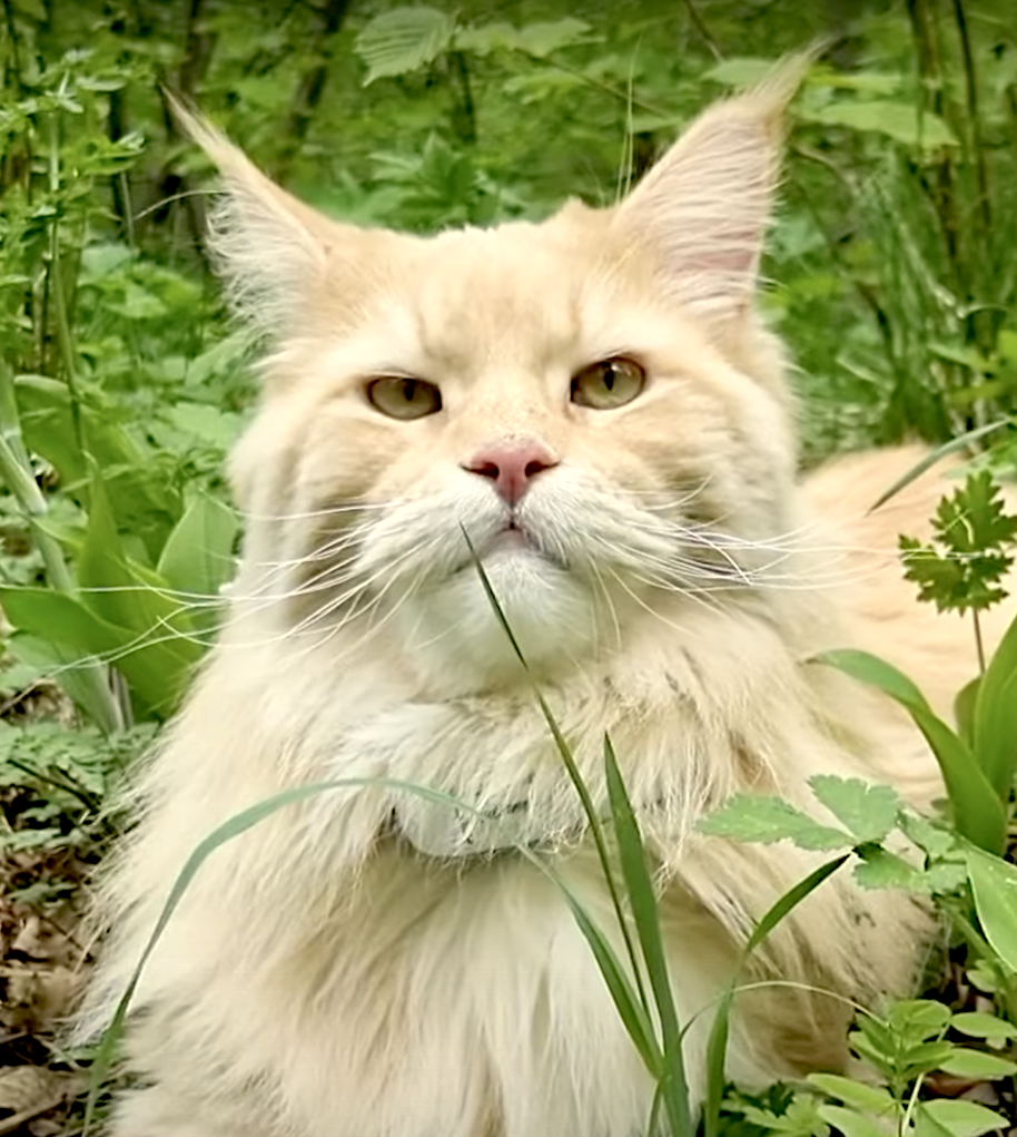 maine coons