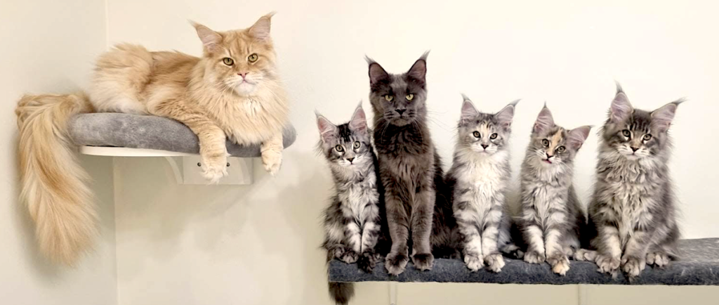 maine coons