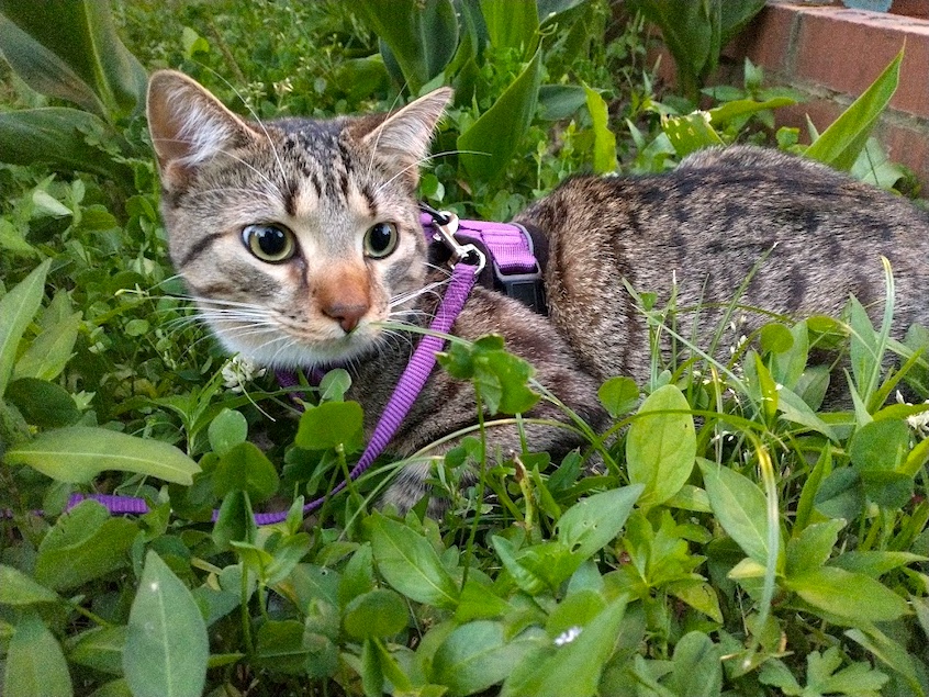 cat in yard