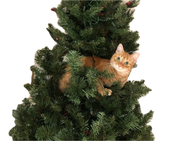 ginger in christmas tree