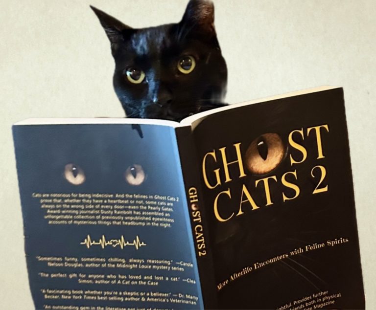 Kwazi reading Ghost Cats
