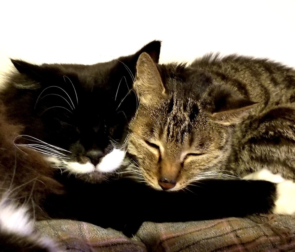 Asanka's cats cuddle