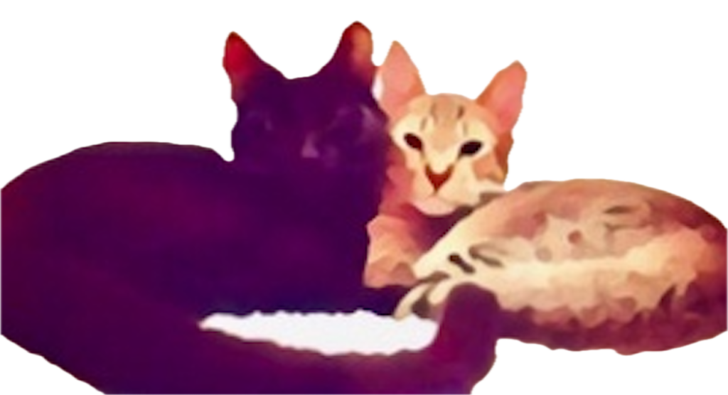 adorable cats cuddling on best friend day in June