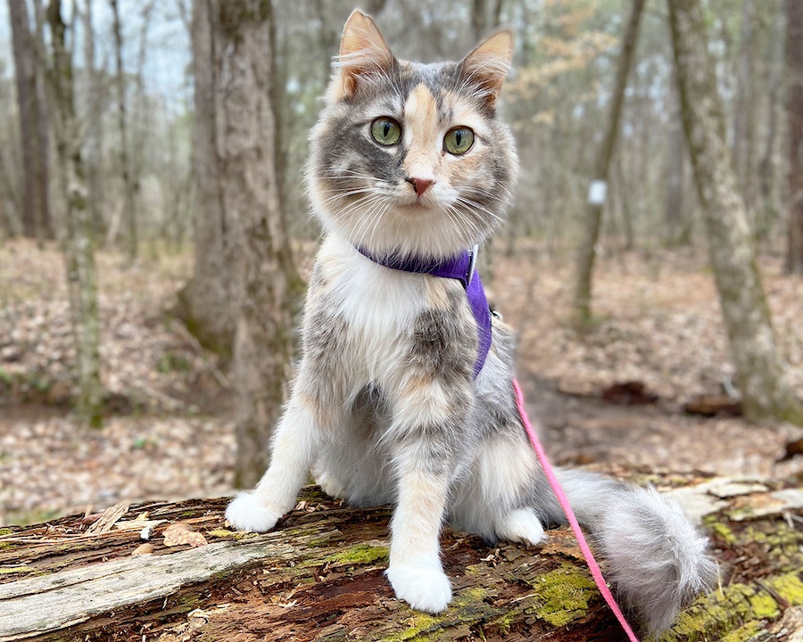 Sophie on leash