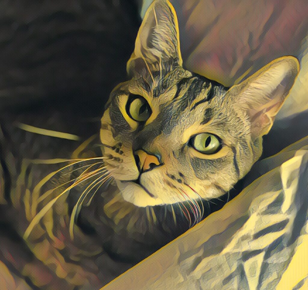 therapy cat that helps teen deal with problems