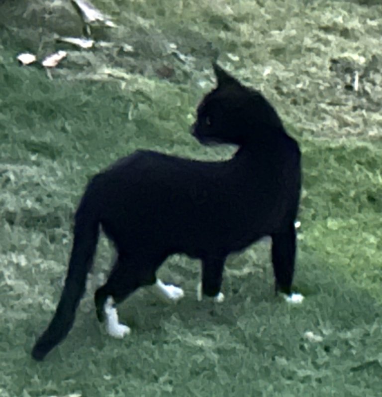 Chi the Tuxedo Feral