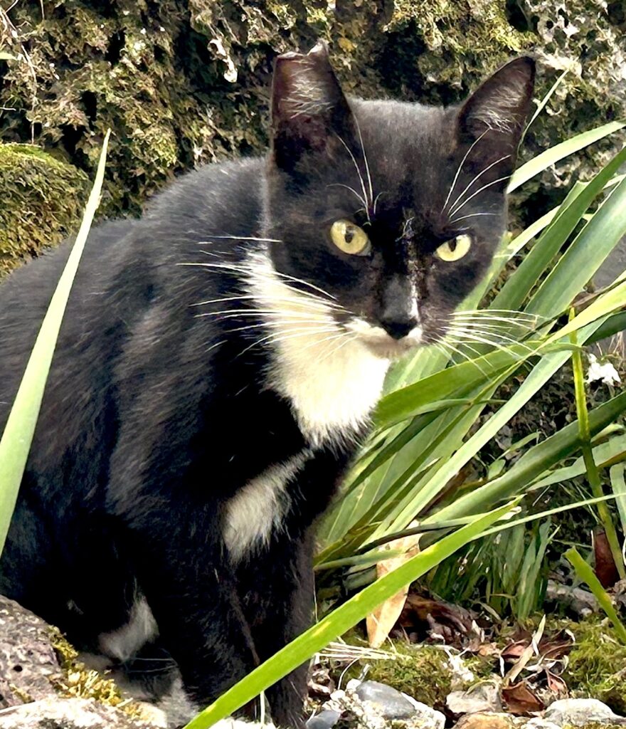ear tipped feral cat after trap neuter return