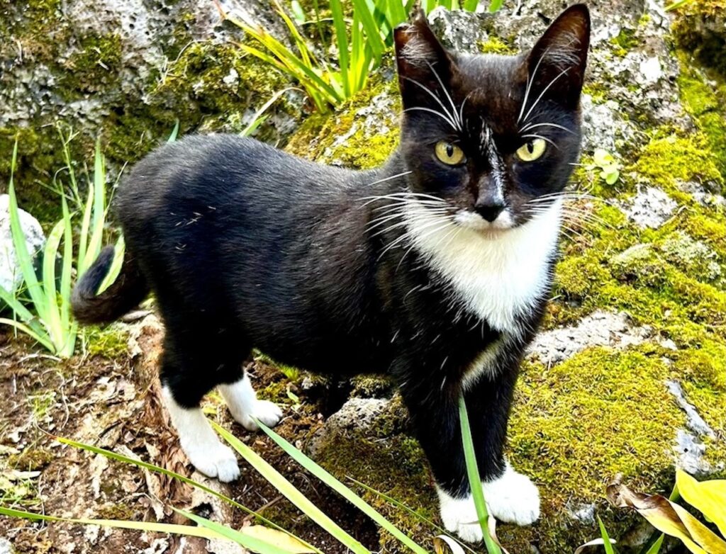 photo of feral community cat after TNR on rocks in neighborhood