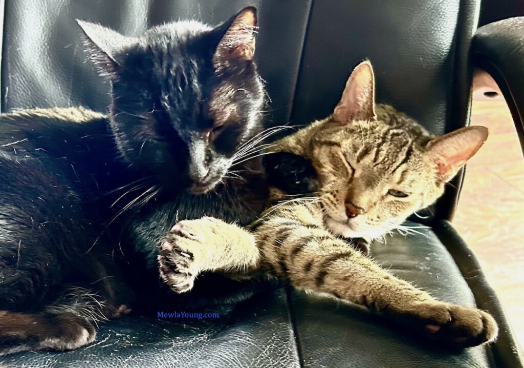 Cuddling kittens on Cuddly Kitten day in March