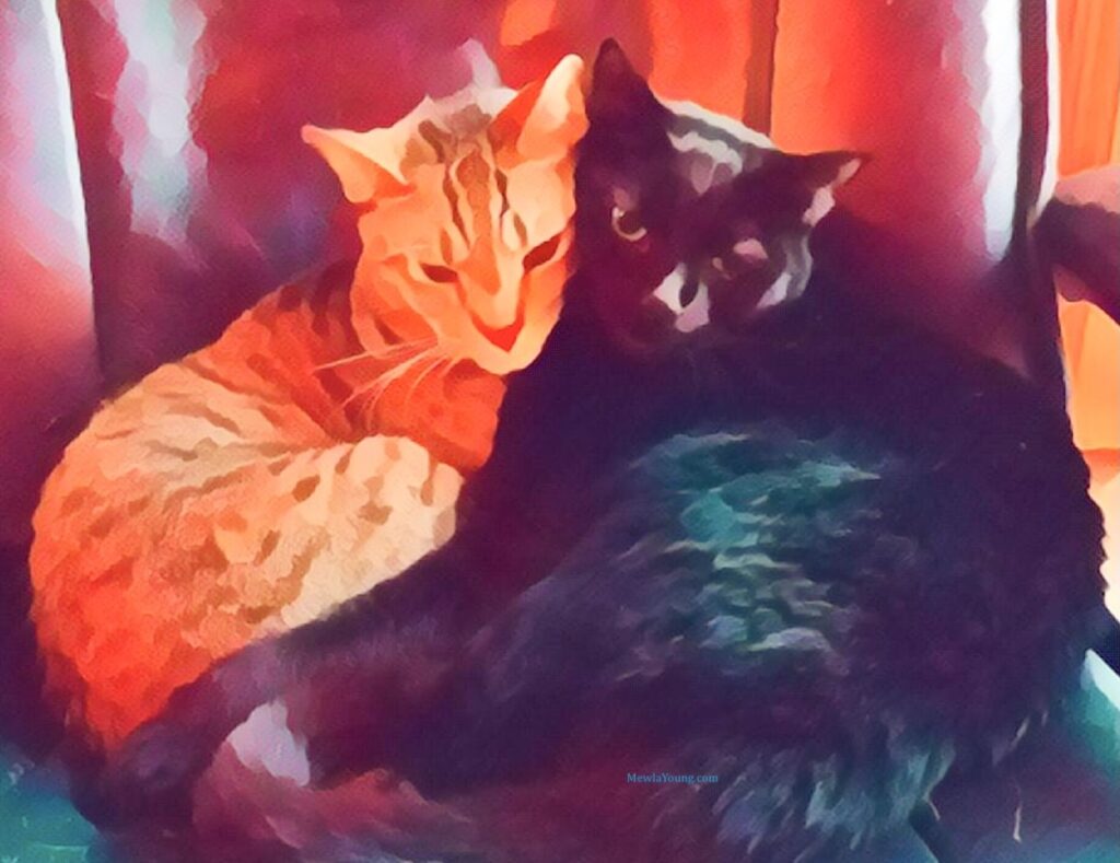 Cats cuddling on Cuddling Cats Day in March