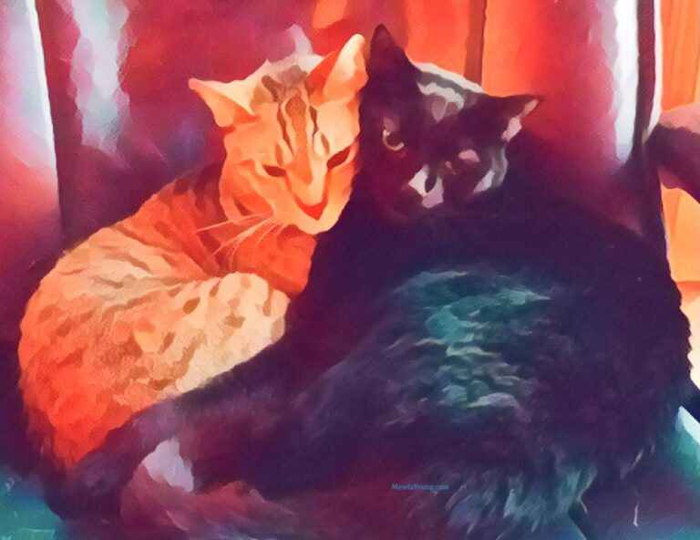 Cats cuddling on Cuddling Cats Day in March