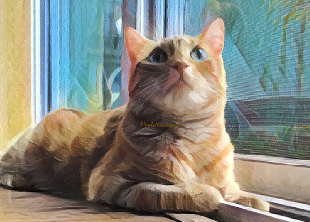 adorable ginger tabby at door on National Tabby Day