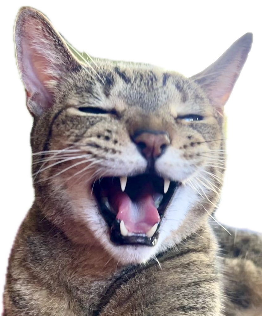 funny cat video cat