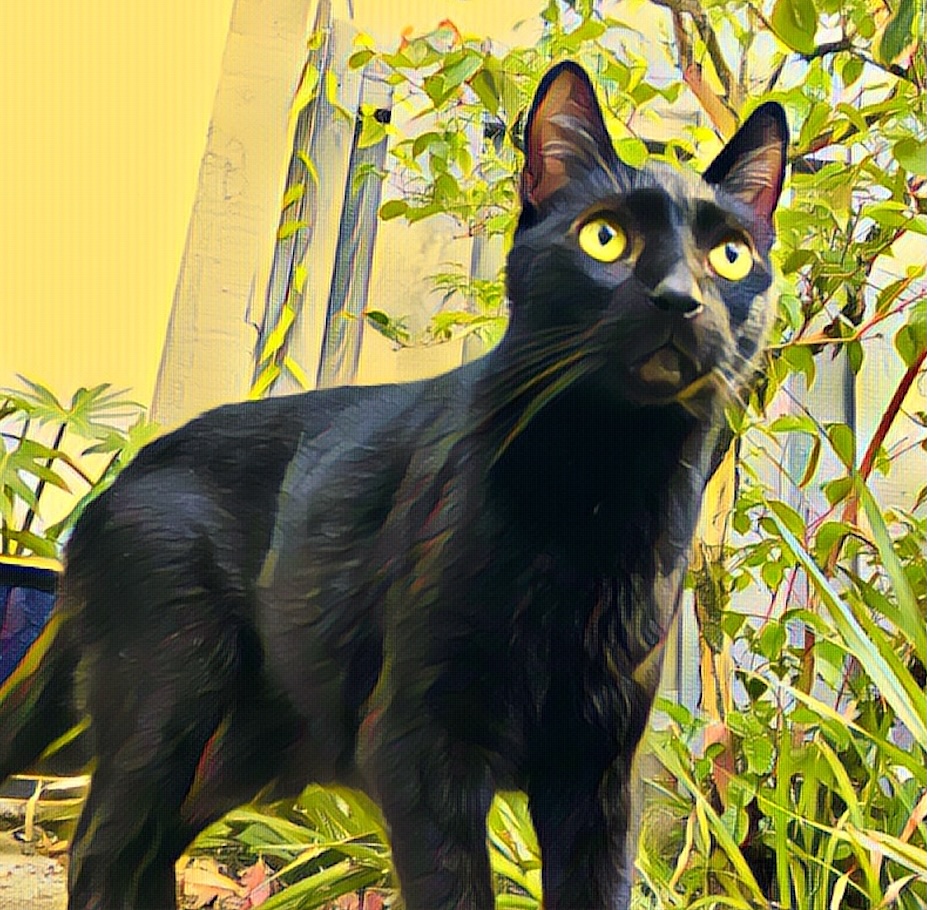 image of black cat outside for July holidays
