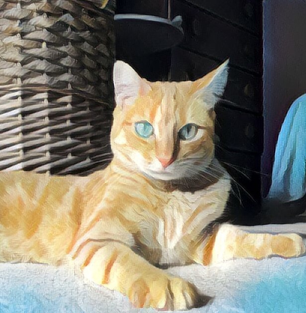 ginger cat sitting on floor