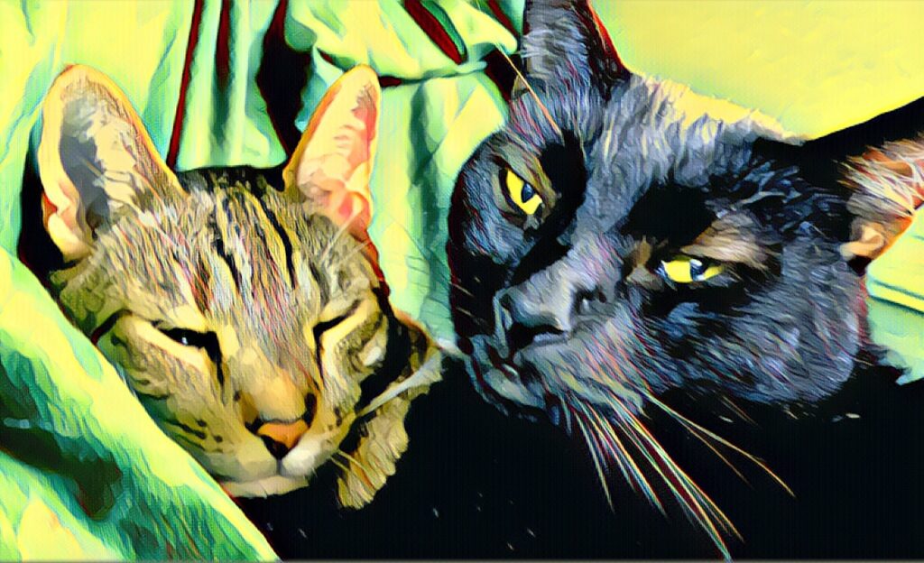 two cats celebrating national lazy day and national best friends day in august