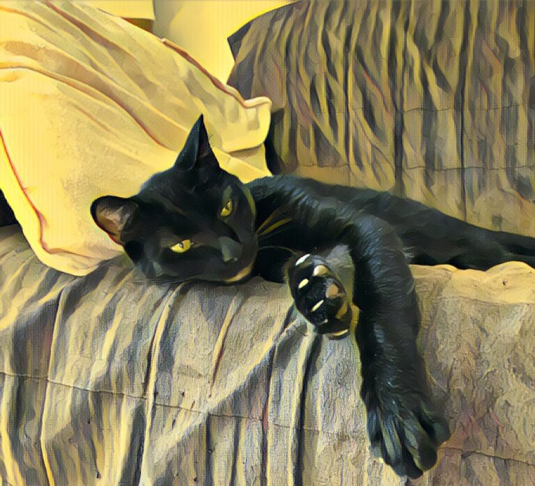 black cat lounging on sofa