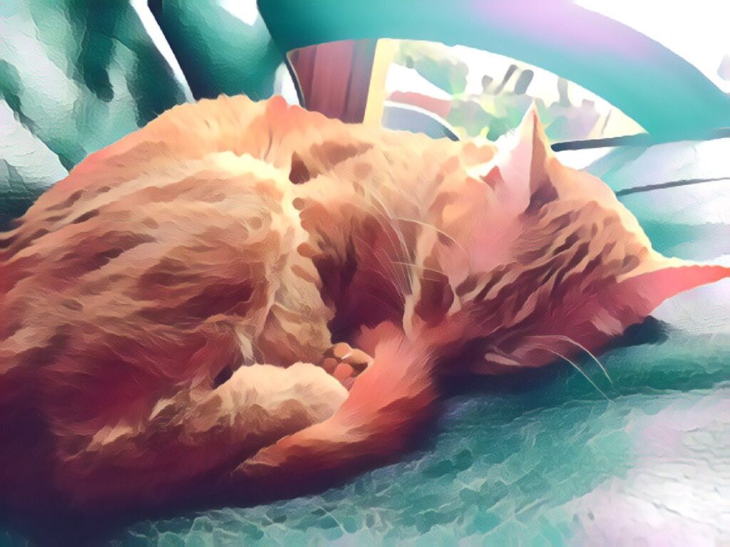 sweet ginger cat on ginger cat appreciation day in September