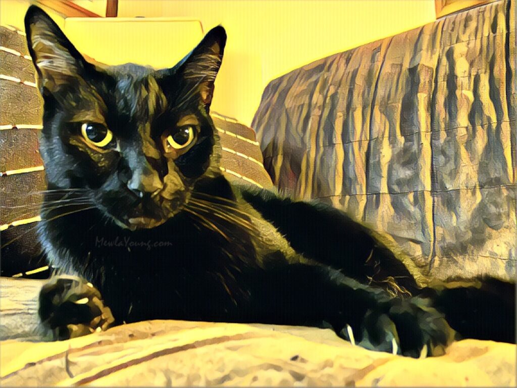 adorable black cat on black cat awareness month in october