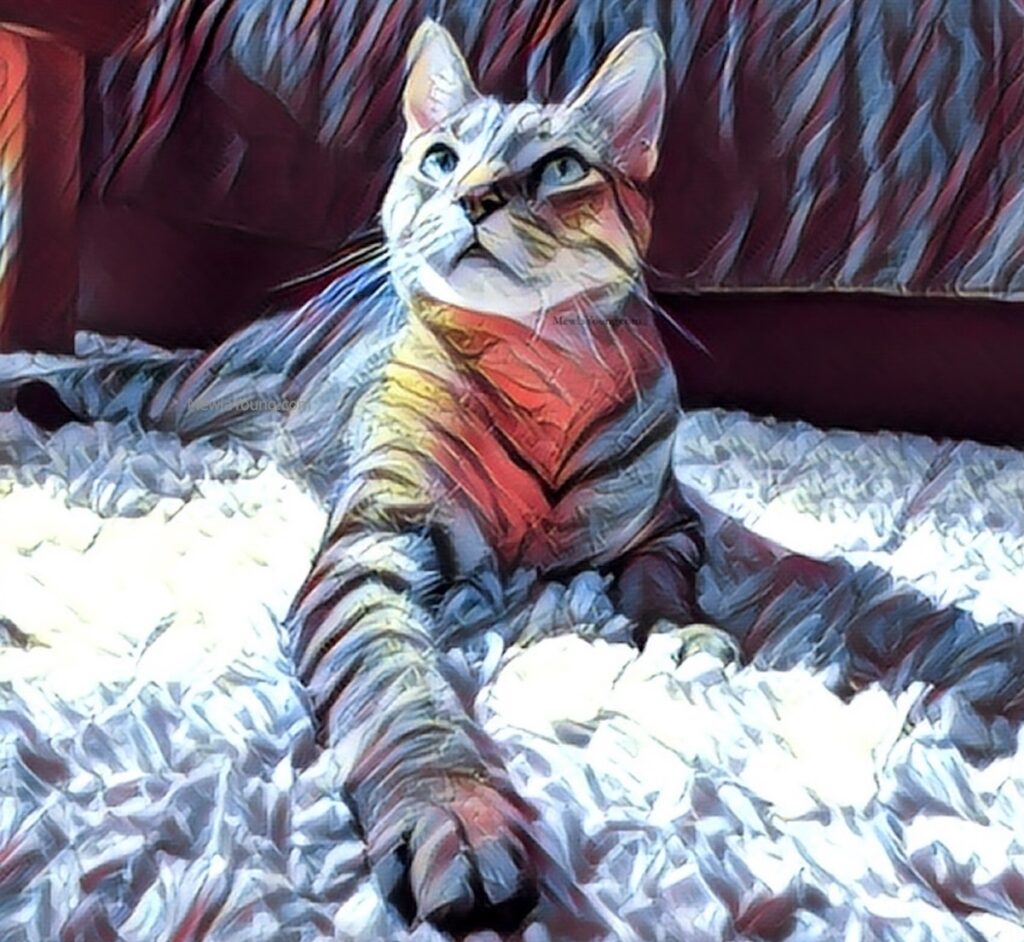 Senior cat on rug during Adopt-A-Senior-Pet Month in November