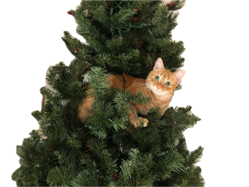 cat in christmas tree celebrating Catmas in December.