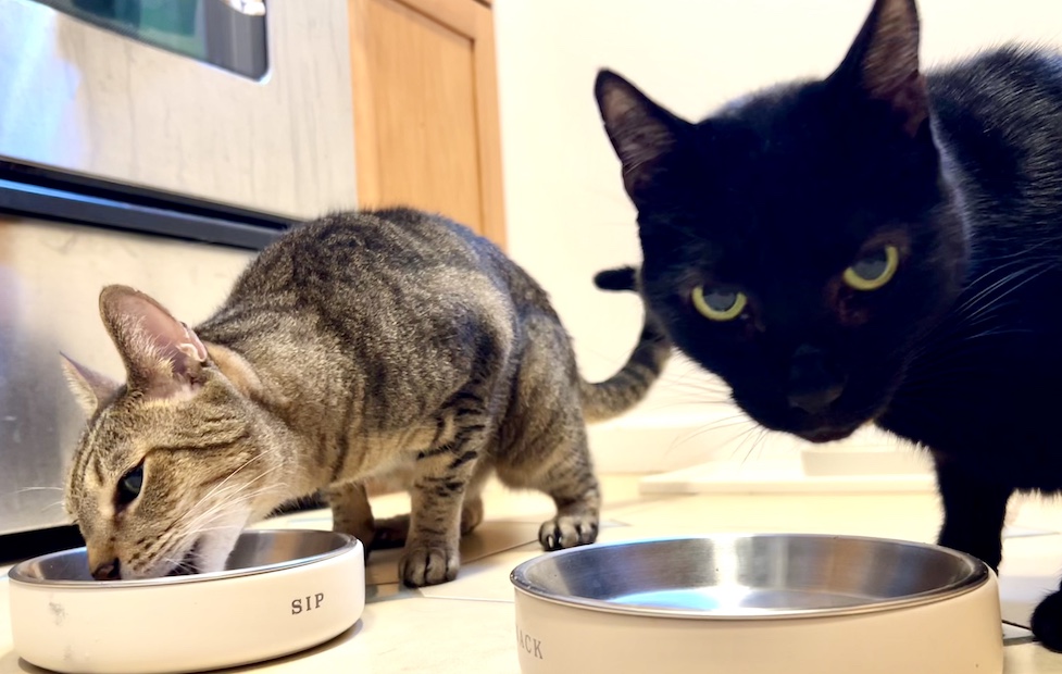 two cats eating in kitchen