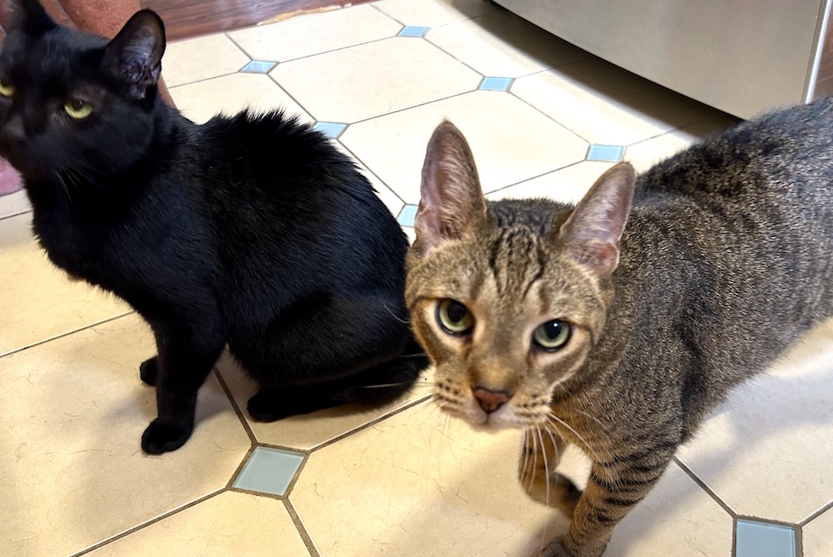 two cats on kitchen floor