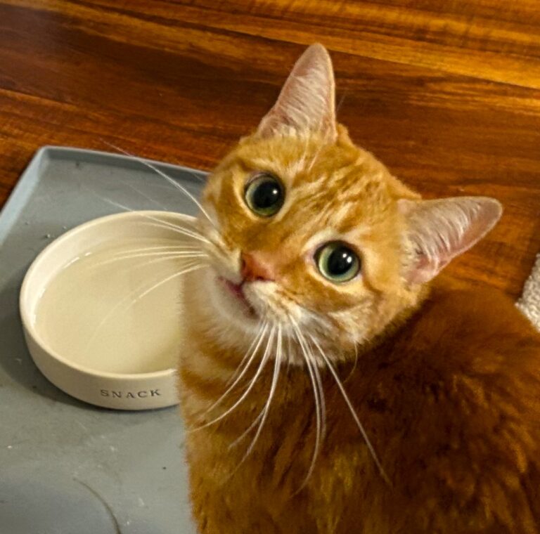 Ginger cat at food bowl