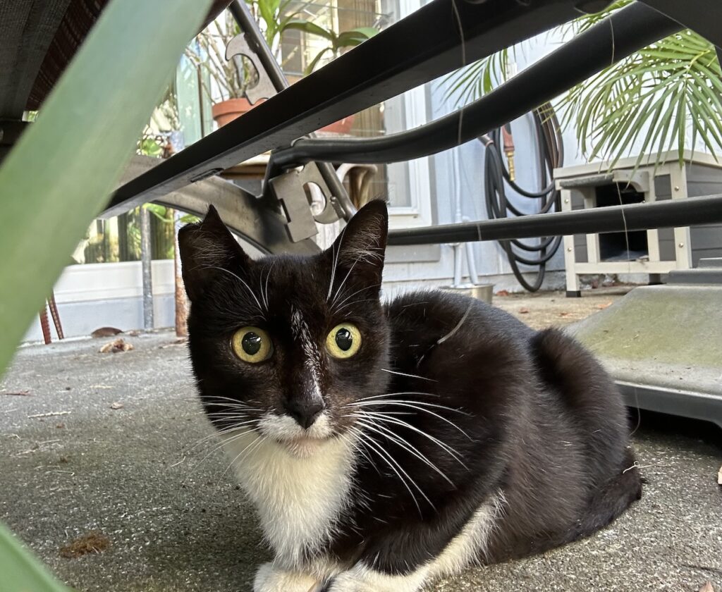 Chi the neighborhood tuxedo cat is TNR'd