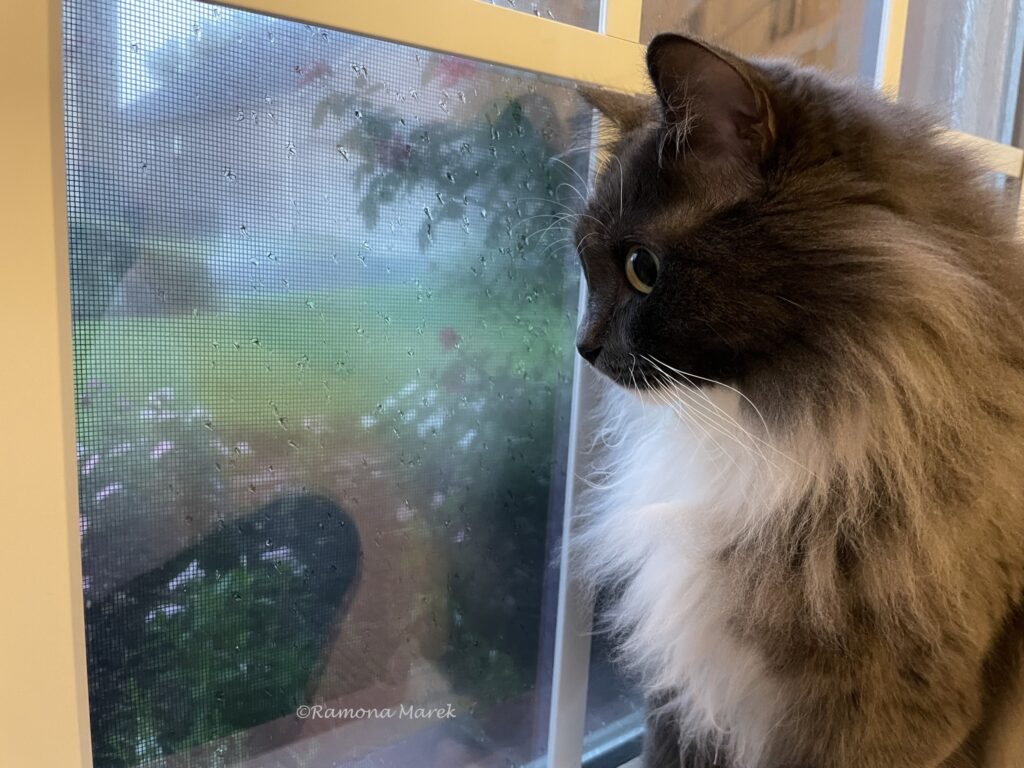 image community cat friend Bebe