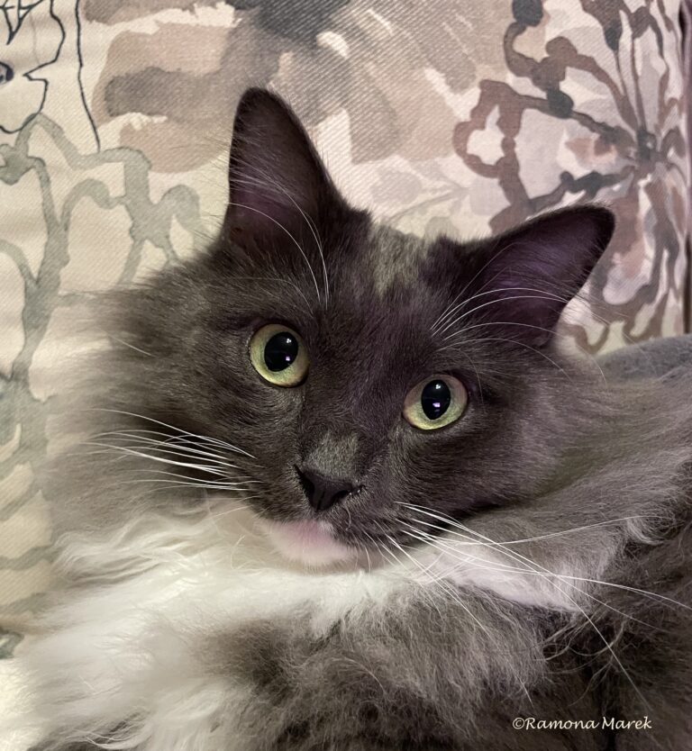 Portrait of black and white persian cat Bebe by writer Ramona Marek