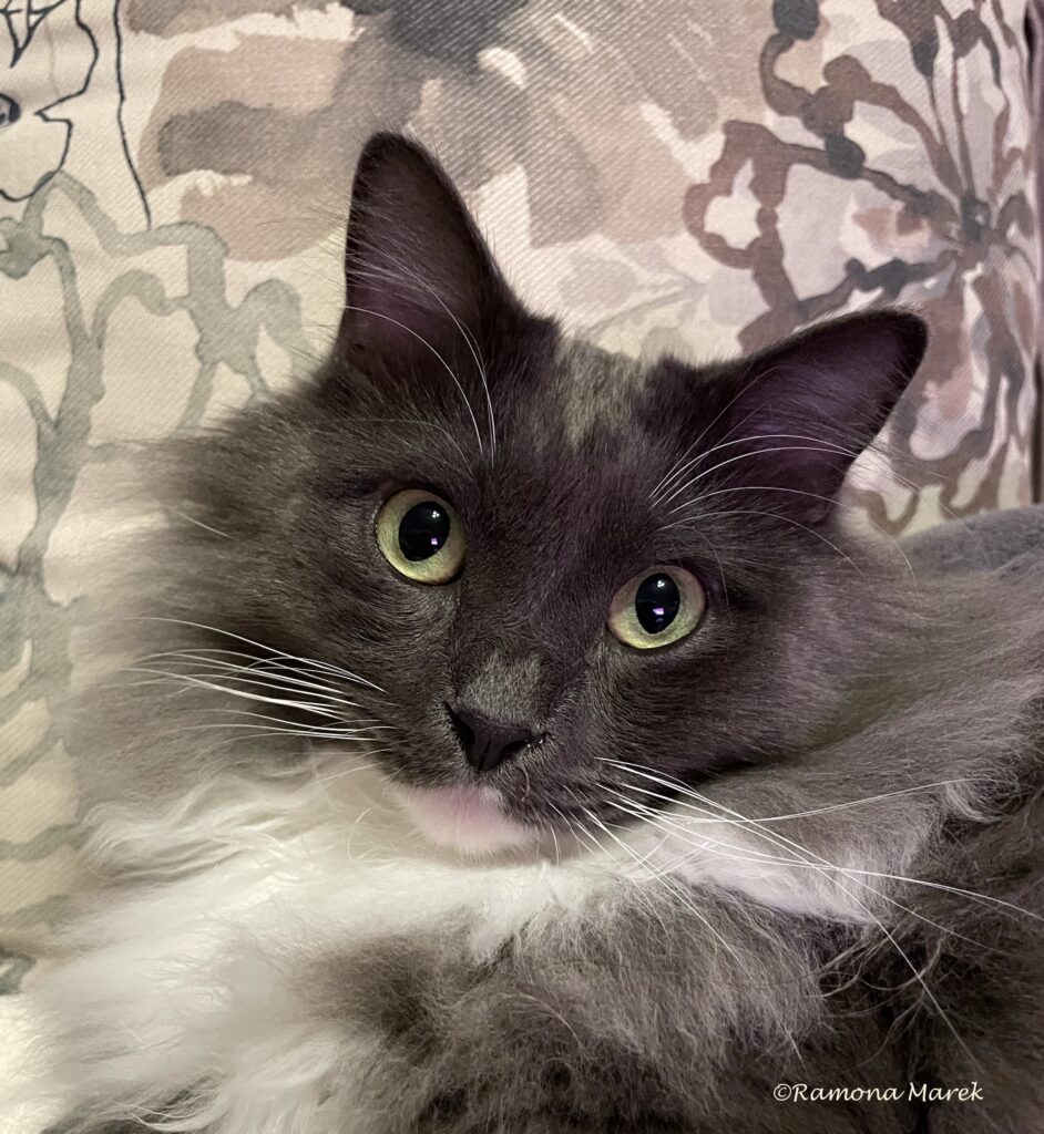 Portrait of black and white persian cat Bebe by writer Ramona Marek