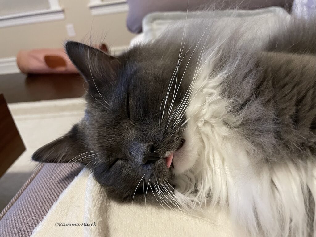 image of funny cat sleeping with tongue sticking out