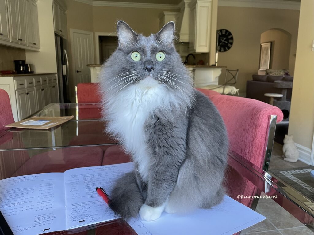Image of beautiful Persian cat on table