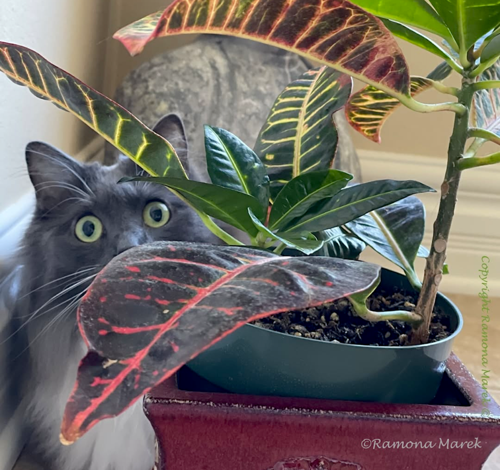 Image of Community friends cat Bebe hiding behind plant