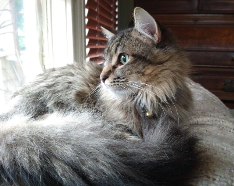 author Mollie Hunt's cat friends