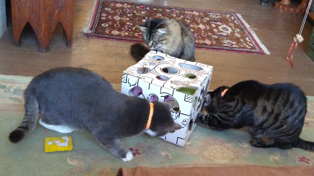 author Mollie Hunt's cats playing
