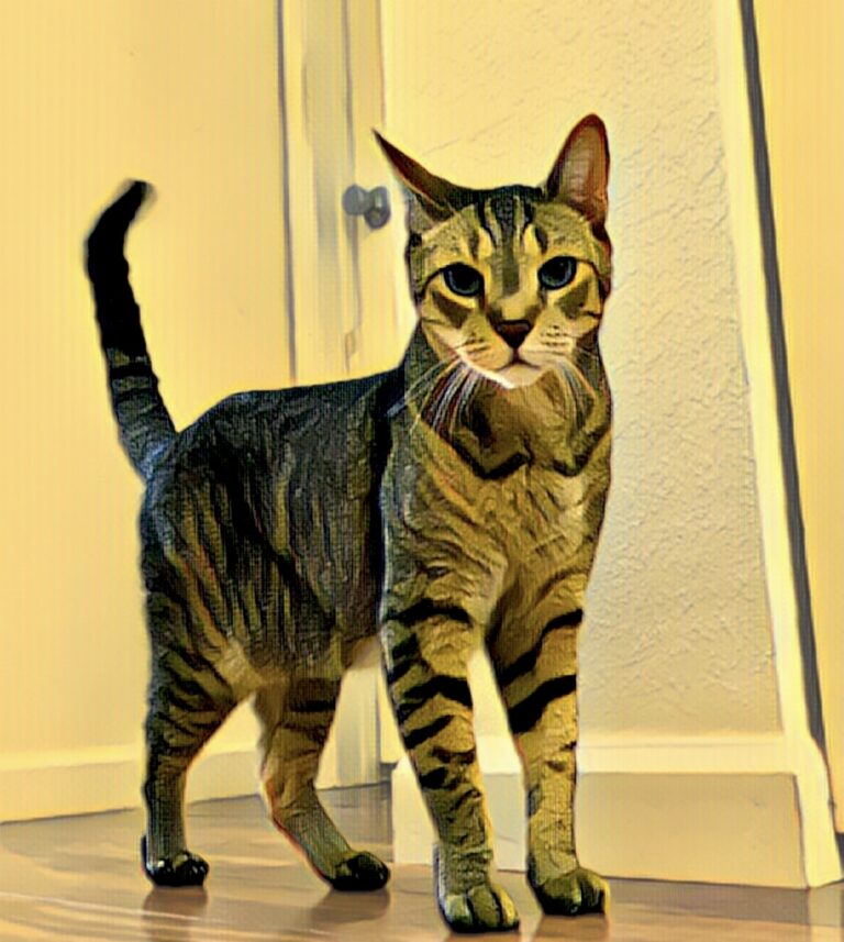 image of tabby cat celebrating June holidays