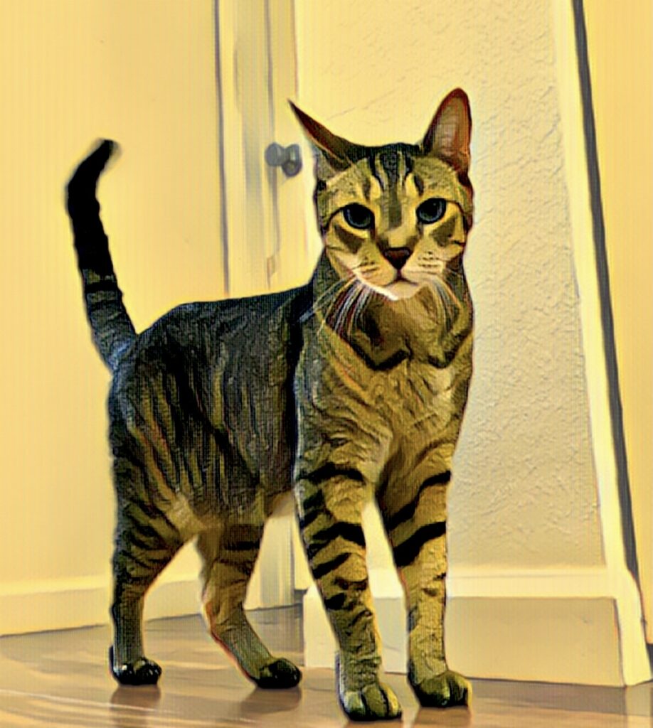 image of tabby cat celebrating June holidays