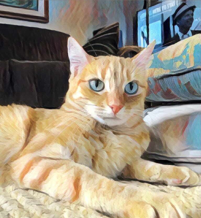 Cute cat cared for in new home