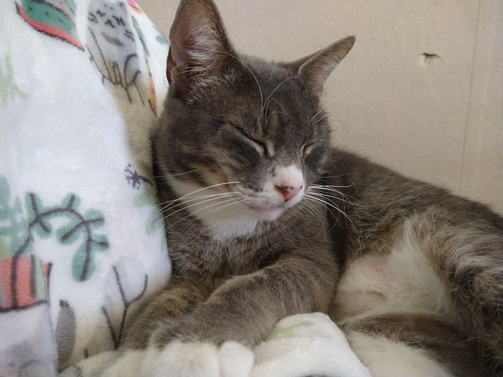 author Mollie Hunt's cat friends Melinko