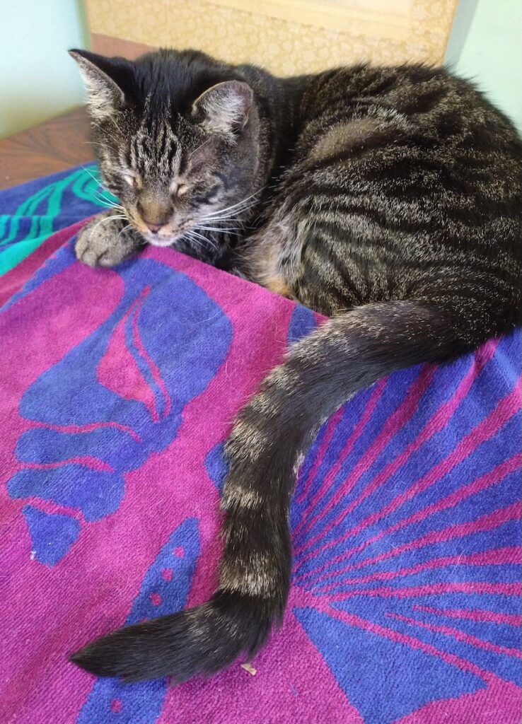 author Mollie Hunt's cat friends Tyler