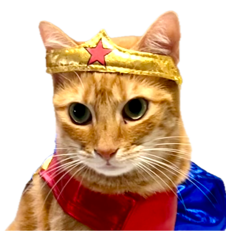 cat in Halloween costume