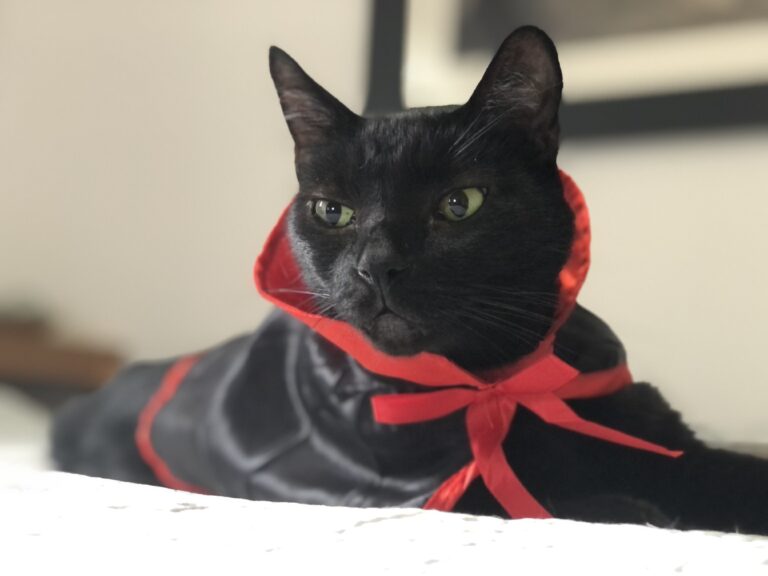 black cat in Halloween costume