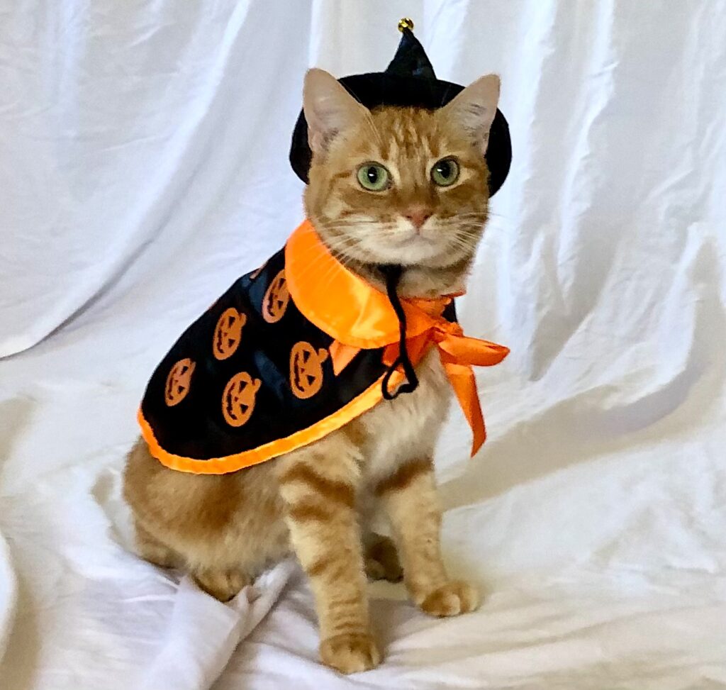 cute ginger cat in Halloween costume